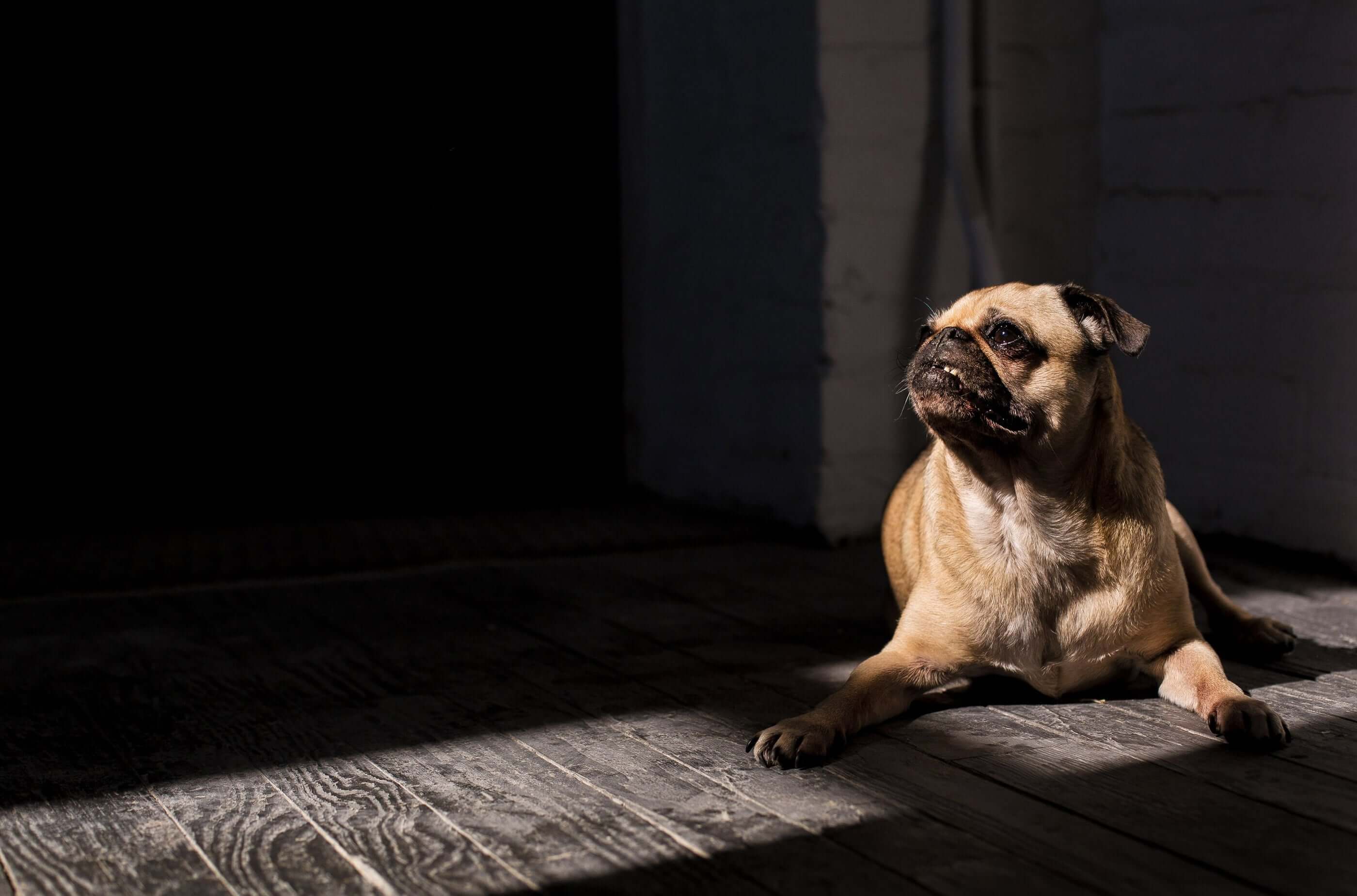 Happy Campers Pet Sitting offers dog and cat boarding and pet sitting in the Cariboo region sounding 100 Mile House, BC.